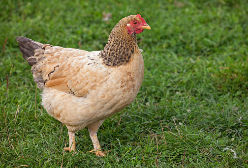 A Buff Sussex hen standing on a meadow.