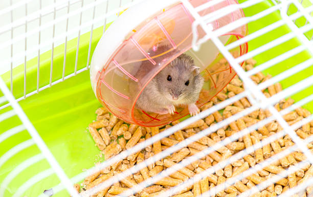 istock Cute hamster sitting in a cage 619388764