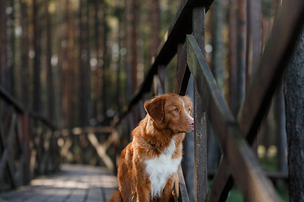 istock Nova Scotia Duck Tolling Retriever Dog on a bridge 619389356