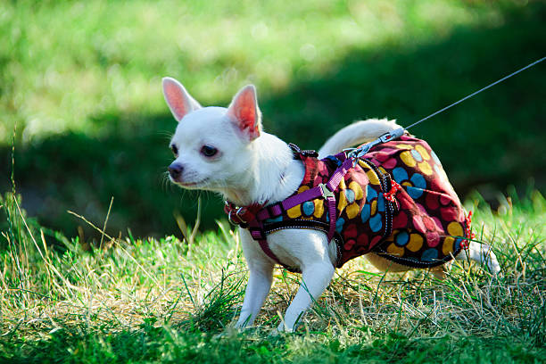 istock Chihuahua dog in clothes 619390252