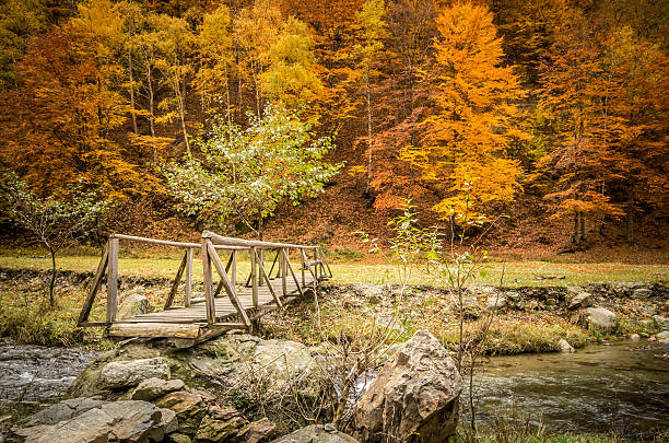 istock Autumn in the forest. 619390290