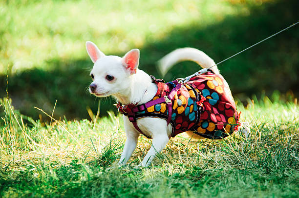 istock Chihuahua dog in clothes 619390302