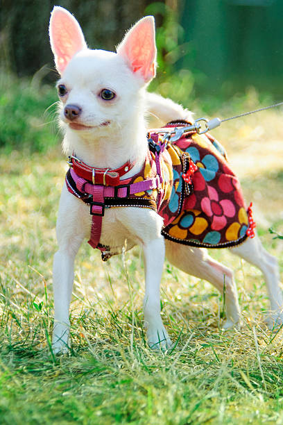 istock Chihuahua dog in clothes 619390324