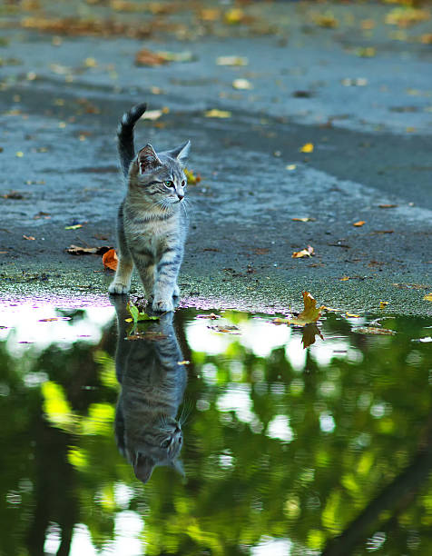 istock cat sitting at the edge of rain puddle 619390622