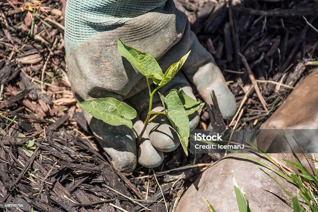 Pulling Weeds in Flower bed A gardener about to pull a weed out from a flower bed. Chores Stock Photo