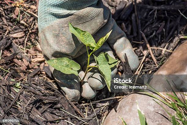 Pulling Weeds In Flower Bed Stock Photo - Download Image Now - Chores, Compost, Digging