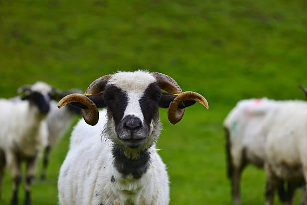 istock Horny ram on the meadow 619393496