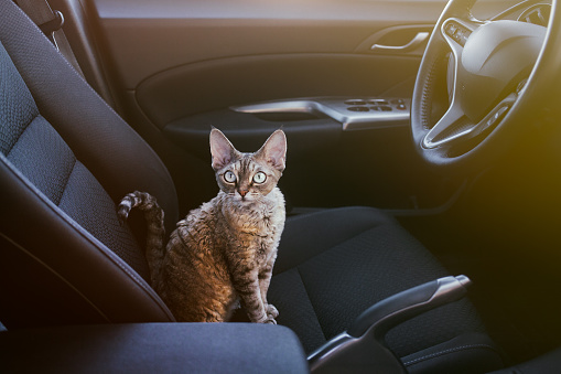 Adorable cat is sitting inside a car on the drivers seat, looking at the camera. Light flare effect. Travel with pets. Cat with curiosity expression