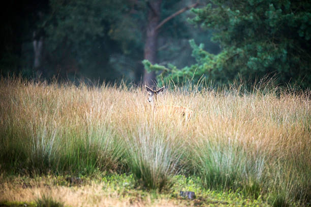 istock Female red deer walking away from camera in high grass. 619394080