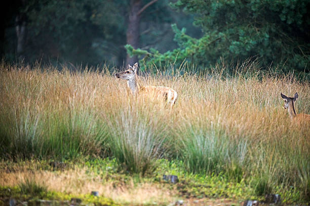 istock Alert female red deer standing in high grass. 619394134