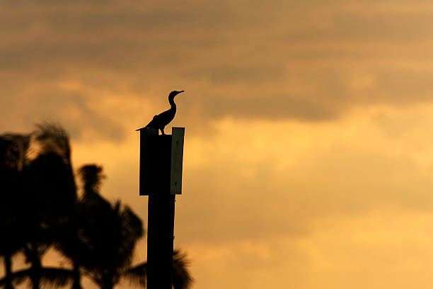 doppelkariertes kormoran (phalacrocorax auritus), curry hammock state park, florida, usa - crested cormorant stock-fotos und bilder