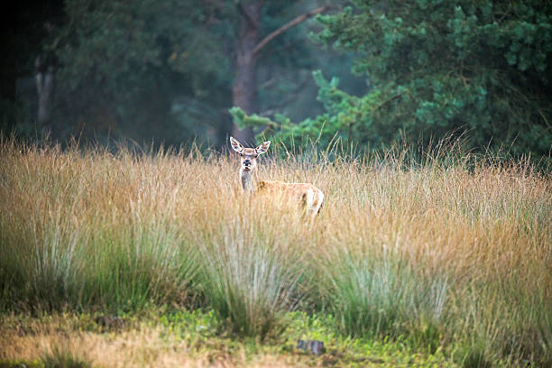 istock Alert female red deer looking over high grass. 619394176