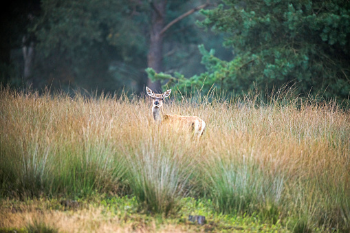 Alert female red deer looking over high grass. Nature reserve Deelerwoud. Veluwe. Gelderland. The Netherlands.