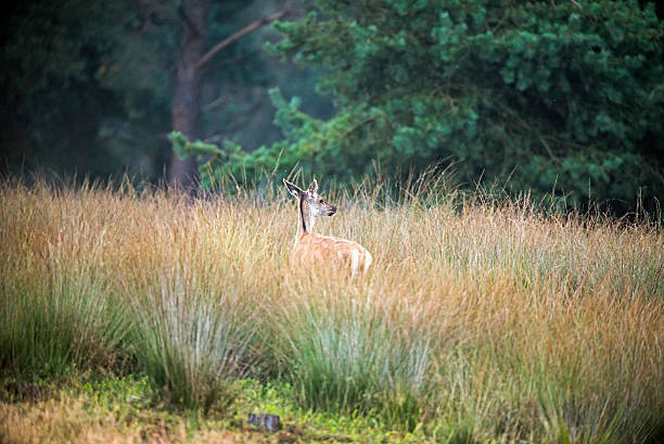 istock Female red deer walking away from camera in high grass. 619394222