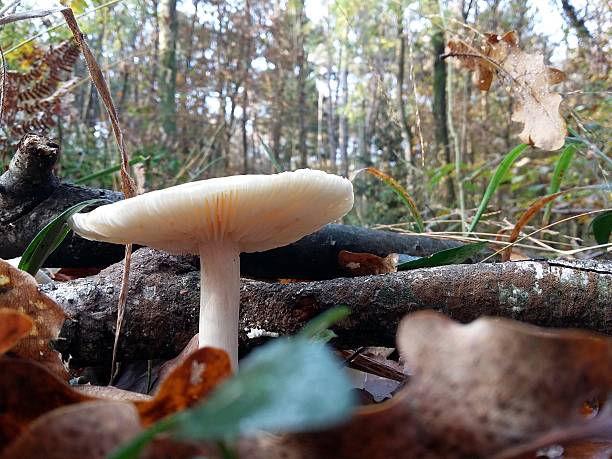 grzyb podchrodki - mushrooms mushroom fungus fungi undergrowth zdjęcia i obrazy z banku zdjęć