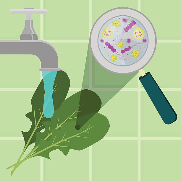 illustrazioni stock, clip art, cartoni animati e icone di tendenza di lavaggio della rucola contaminata - bacterium virus magnifying glass green