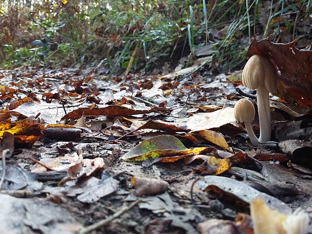 grzyb podchrodki - mushrooms mushroom fungus fungi undergrowth zdjęcia i obrazy z banku zdjęć