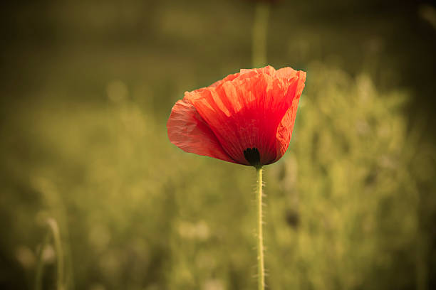 istock poppy on pale background 619396206