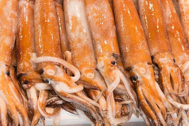 Fresh calamari in line on fishmarket, all shiny and large. 