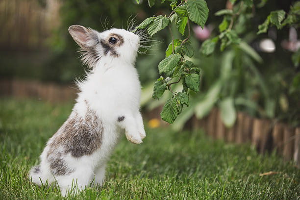 istock Curious rabbit sitting in the garden 619398692