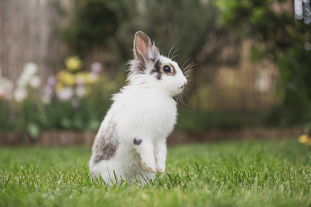 istock Curious rabbit sitting in the garden 619398820