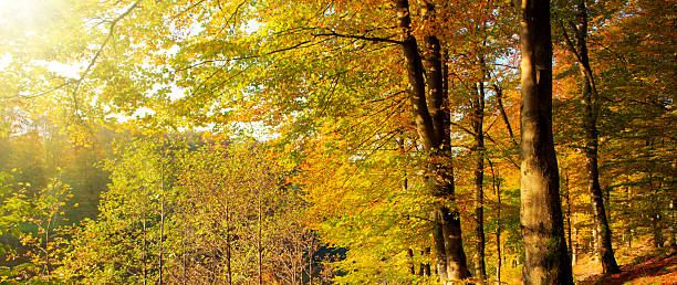 istock Autumn forest and trees with colorful leafs. 619399176