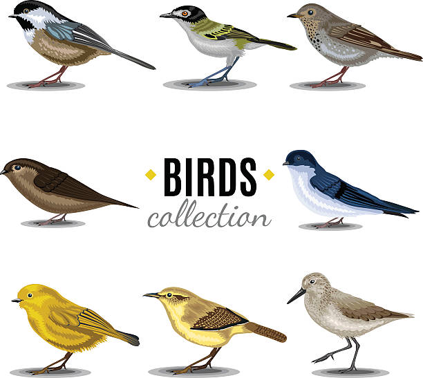 Birds collection. Sandpiper,swallow,trush, Vaux's-Swift, Vireo, Wren, Warbler, Wren Diferent Birds collection. Sandpiper,swallow,trush, Vaux's-Swift, Vireo, Wren, Warbler, Wren scolopacidae stock illustrations