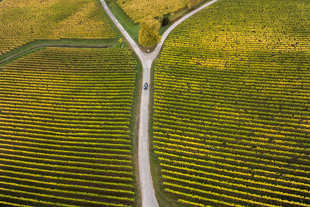 Aerial view of vineyards and fork in the road Aerial view of autumnal vineyards and fork in the road forked road photos stock pictures, royalty-free photos & images