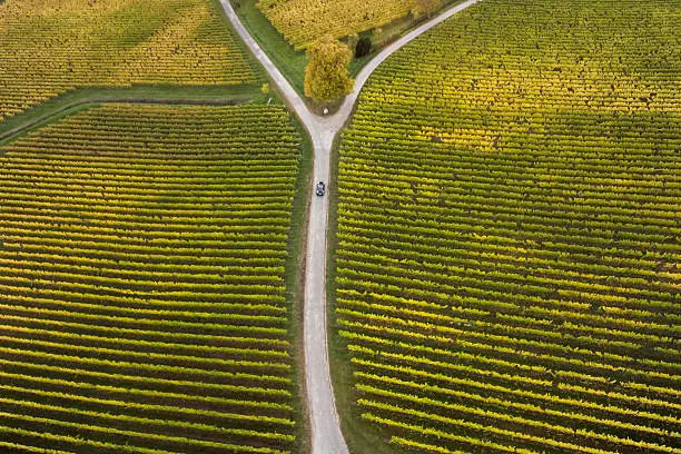 Photo of Aerial view of vineyards and fork in the road