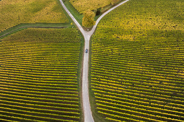 vista aérea de vinhedos e garfo na estrada - fork in the road - fotografias e filmes do acervo