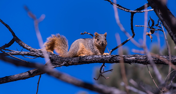 A Wash Park squirrel on a branch in Denver Colorado.