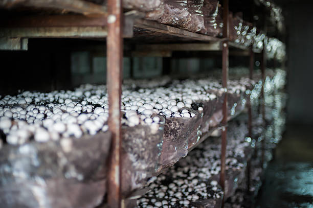 Mushrooms in greenhouse