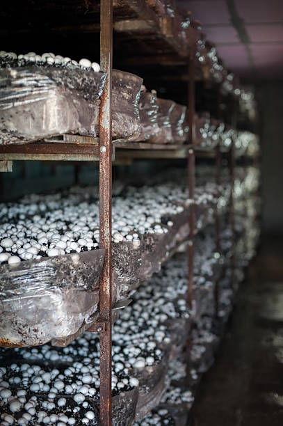 istock Mushrooms in greenhouse 619401956