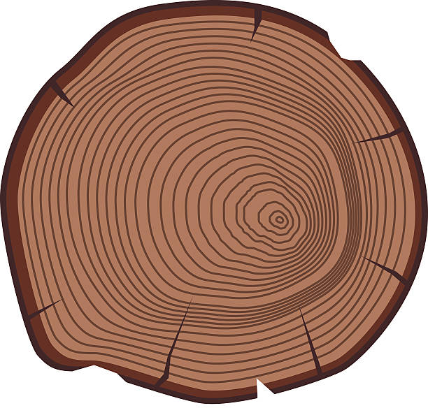 ilustrações de stock, clip art, desenhos animados e ícones de tree slices vector isolated - bark tree cross section wood