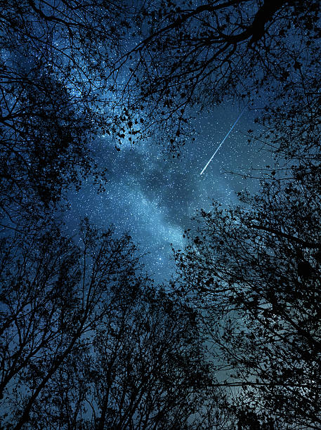 Falling star above the trees stock photo