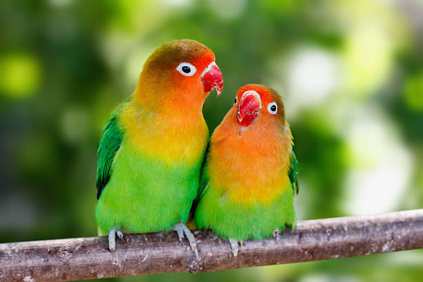 Lovebird parrots sitting together stock photo