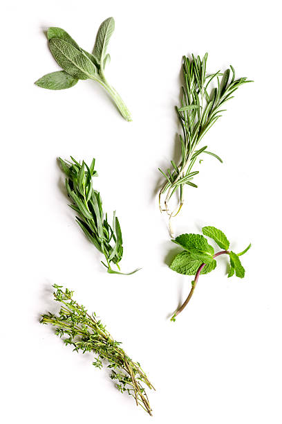 istock mint, sage, rosemary, thyme - tufts of herbs white background 619402656