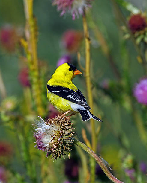 istock American Goldfinch Male 619403006