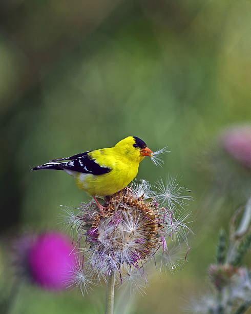 istock American Goldfinch Male 619403118