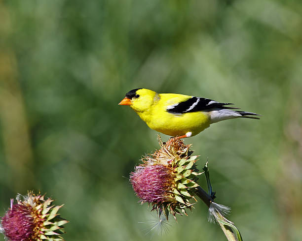 istock American Goldfinch Male 619403224