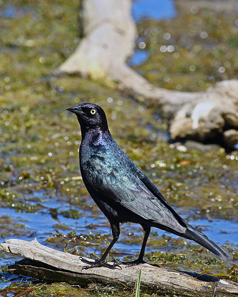istock Brewer's Blackbird Male 619403650