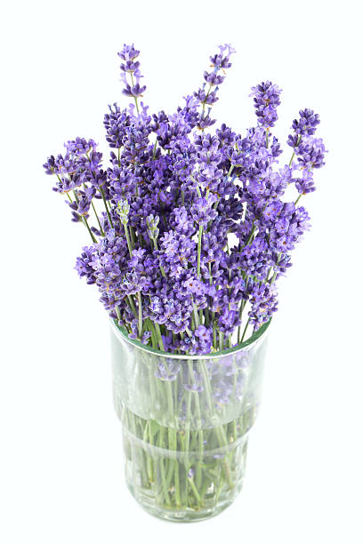 istock lavender in a glass isolated on white 619403958