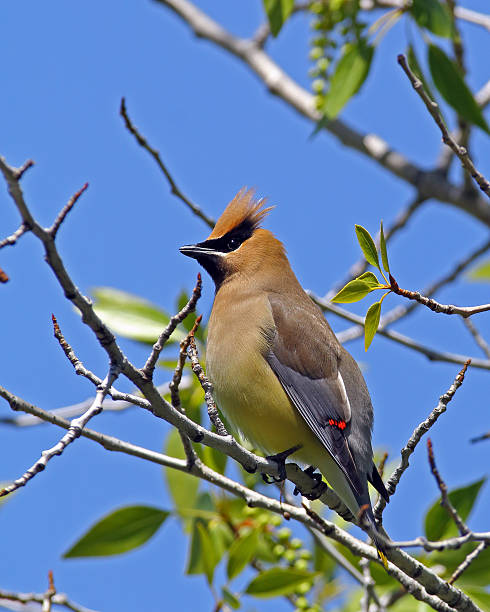 istock Cedar Waxwing Adult On Branch 619404594