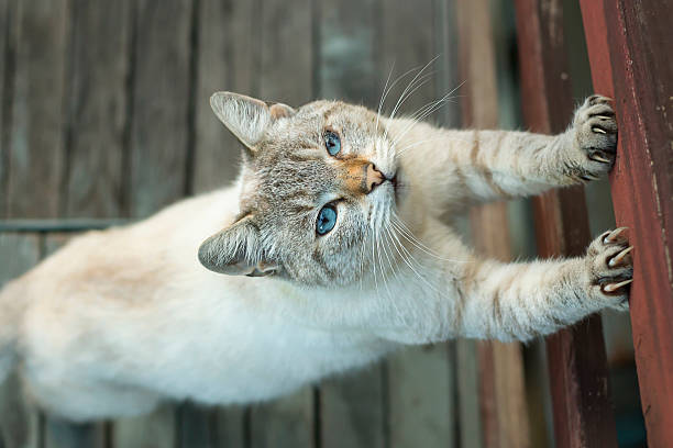 Cat looking straight up and sharpening big claws
