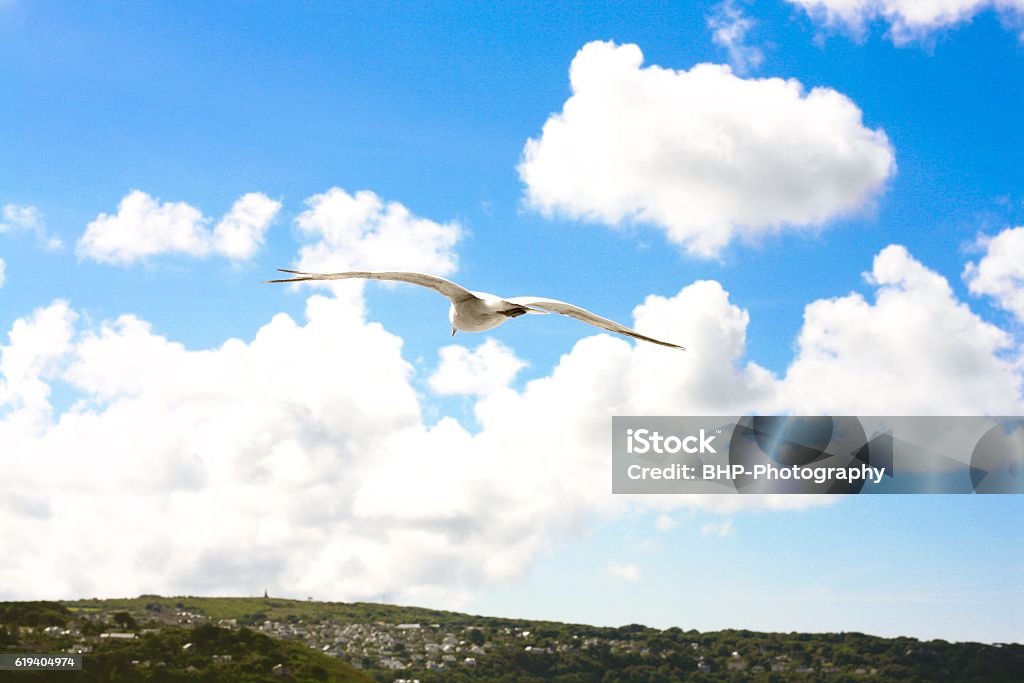 Seagull soaring through the sky Seagull soaring through the blue sky in Cornwall heading to land. Animal Body Part Stock Photo