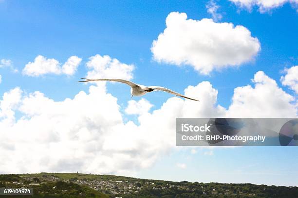 Seagull Soaring Through The Sky Stock Photo - Download Image Now - Animal Body Part, Animal Wing, Bird