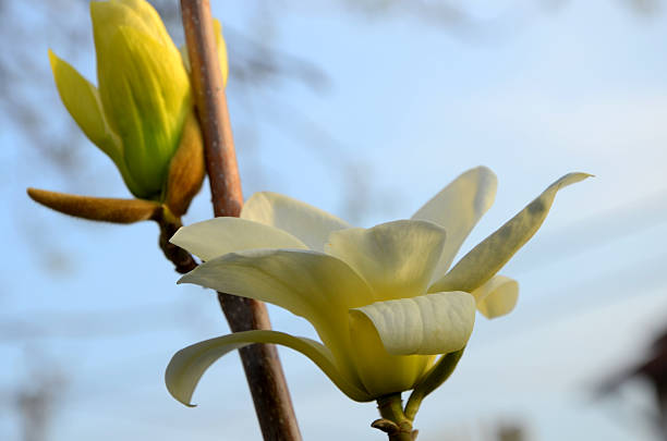 istock Magnolia yellow bird flower and bud 619405060