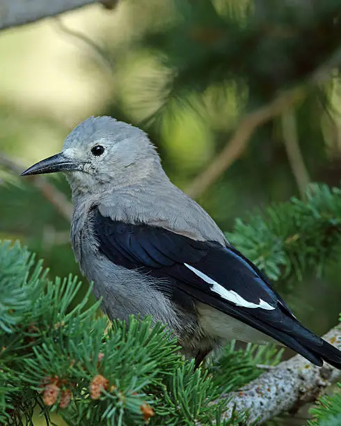 Photo of Clark's Nutcracker