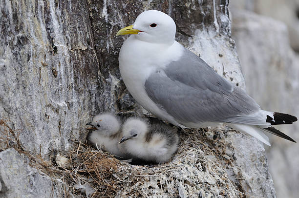 Legged Kittiwake at nest with chicks