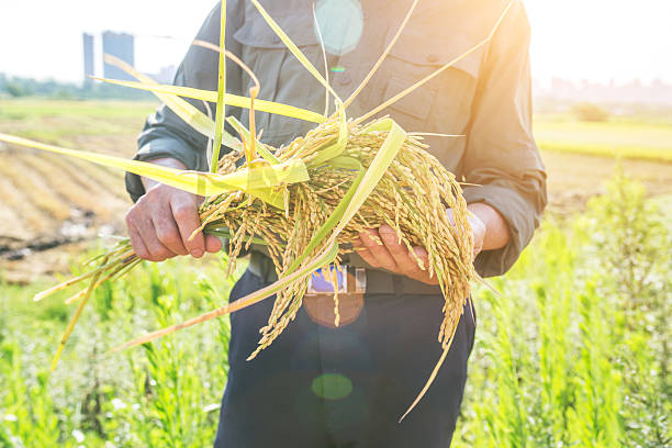 istock old man hold harvested rice in summer 619405924